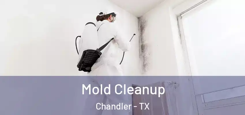  Mold Cleanup Chandler - TX