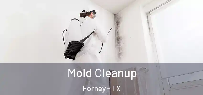 Mold Cleanup Forney - TX
