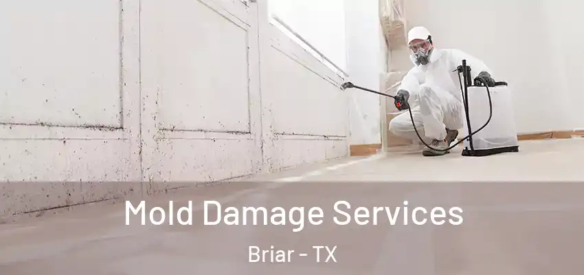  Mold Damage Services Briar - TX