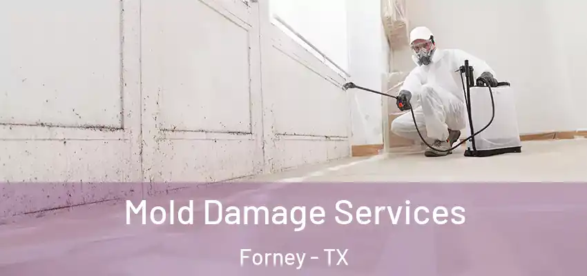 Mold Damage Services Forney - TX