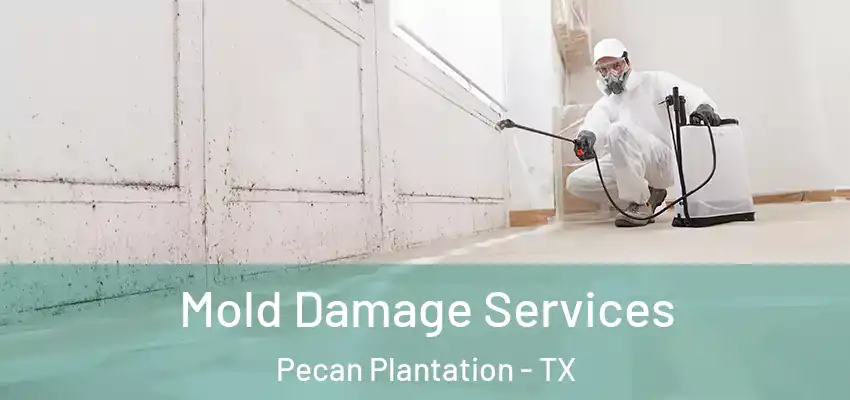 Mold Damage Services Pecan Plantation - TX