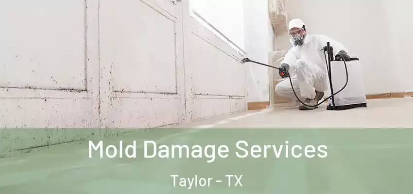 Mold Damage Services Taylor - TX