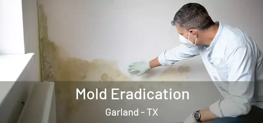 Mold Eradication Garland - TX
