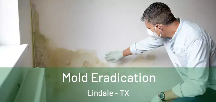 Mold Eradication Lindale - TX