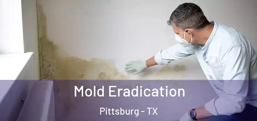  Mold Eradication Pittsburg - TX