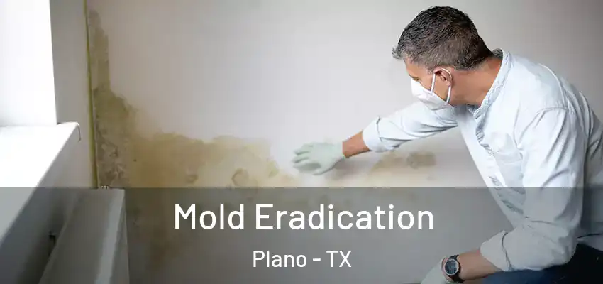 Mold Eradication Plano - TX