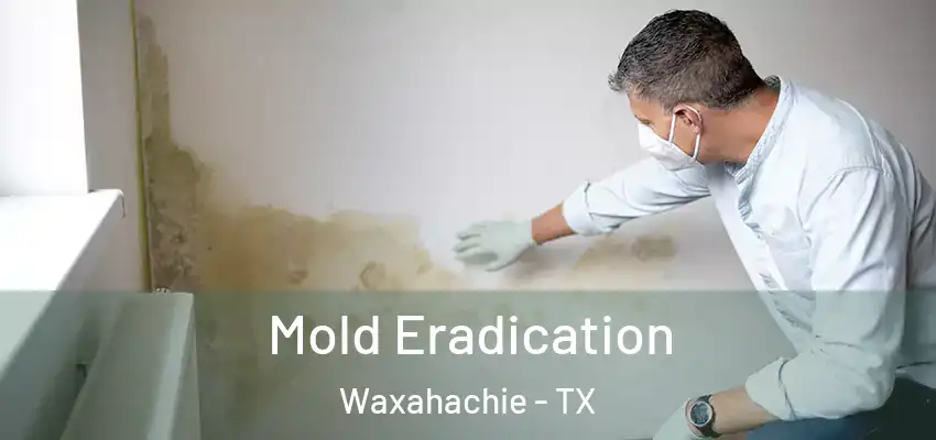  Mold Eradication Waxahachie - TX