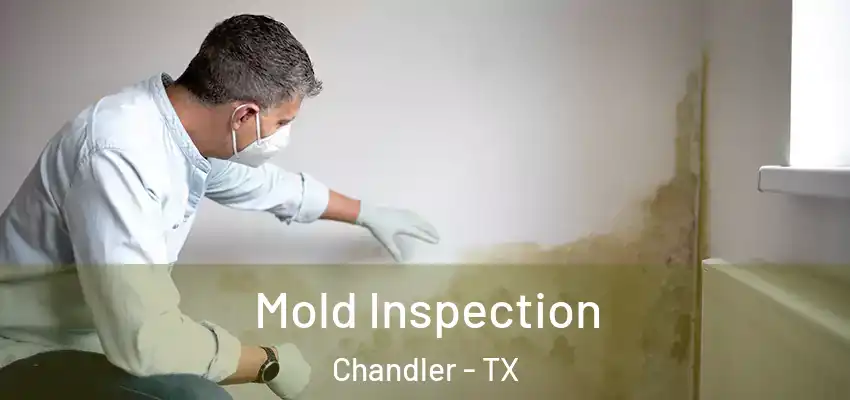 Mold Inspection Chandler - TX