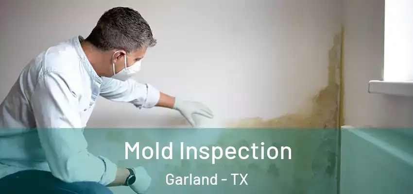  Mold Inspection Garland - TX