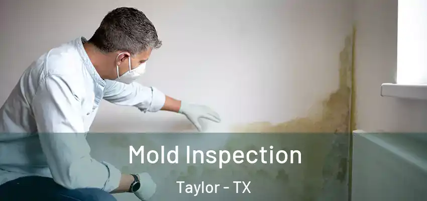 Mold Inspection Taylor - TX