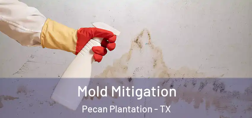 Mold Mitigation Pecan Plantation - TX