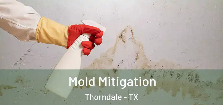 Mold Mitigation Thorndale - TX