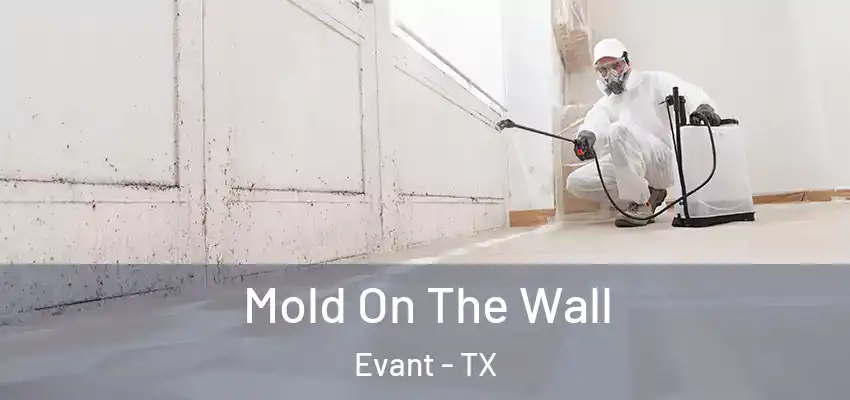 Mold On The Wall Evant - TX