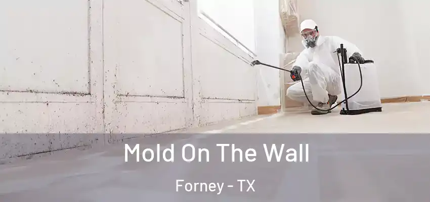 Mold On The Wall Forney - TX