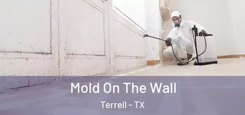 Mold On The Wall Terrell - TX