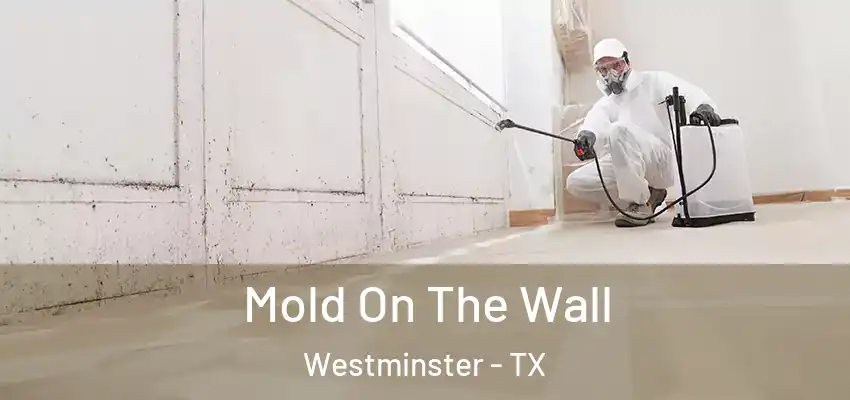 Mold On The Wall Westminster - TX
