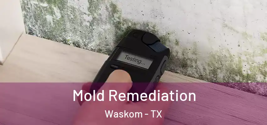 Mold Remediation Waskom - TX