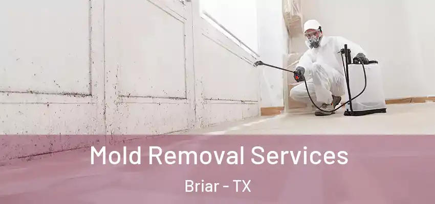  Mold Removal Services Briar - TX