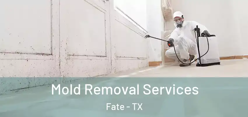  Mold Removal Services Fate - TX