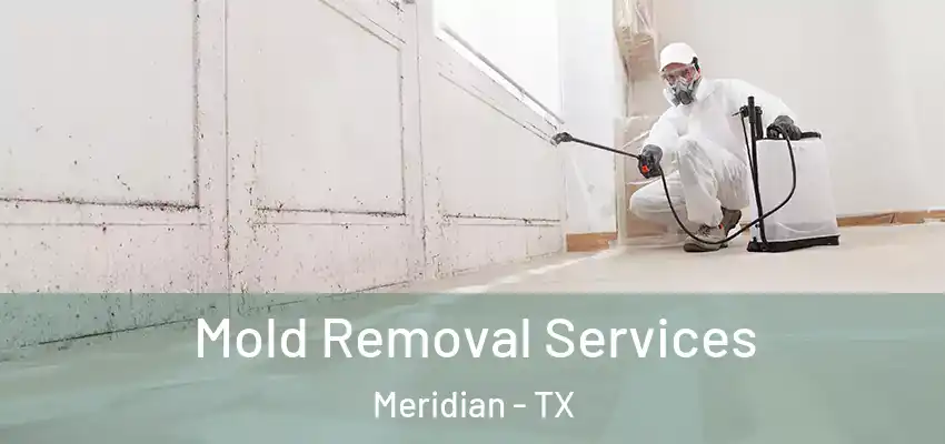 Mold Removal Services Meridian - TX