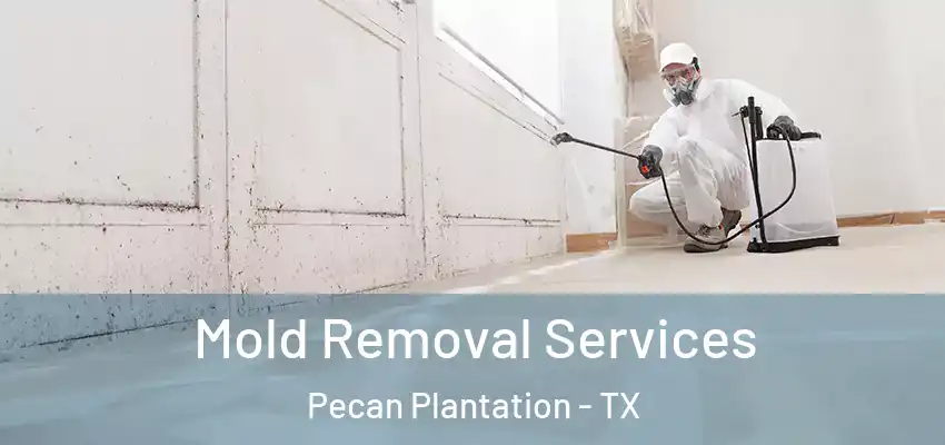 Mold Removal Services Pecan Plantation - TX