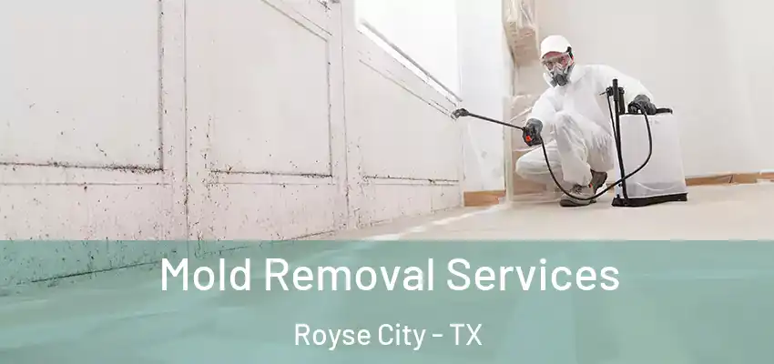 Mold Removal Services Royse City - TX