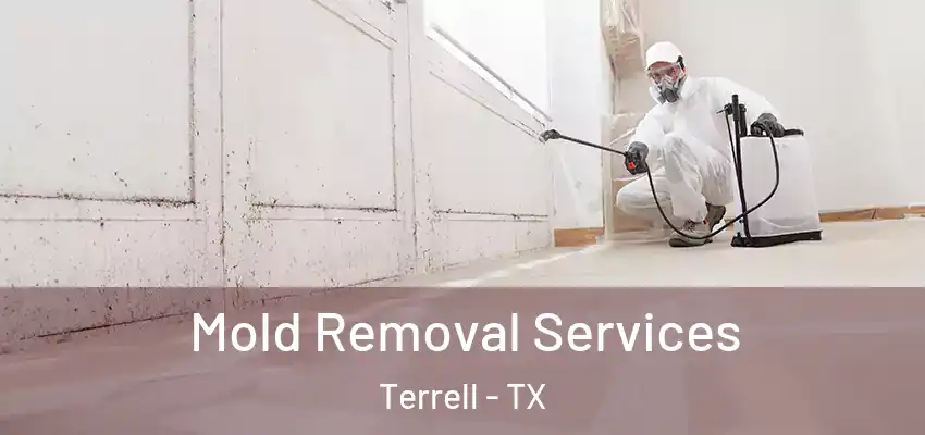 Mold Removal Services Terrell - TX