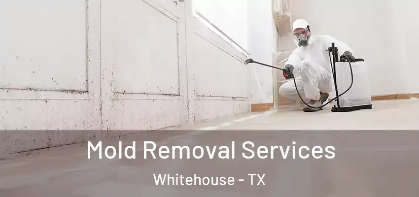 Mold Removal Services Whitehouse - TX
